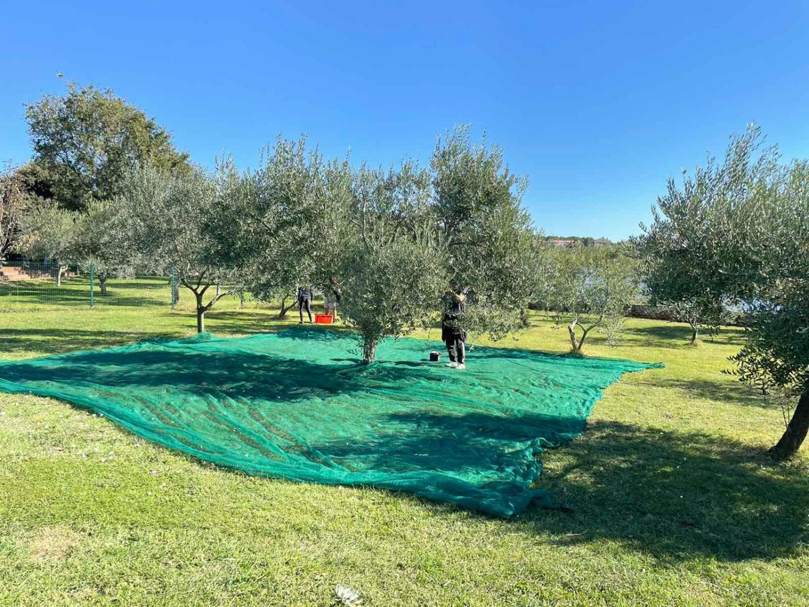 Beach House Ive With Jacuzzi, Pool, Playground And Bbq In An Olive Grove With A Beach, Pomer - Istria Ngoại thất bức ảnh